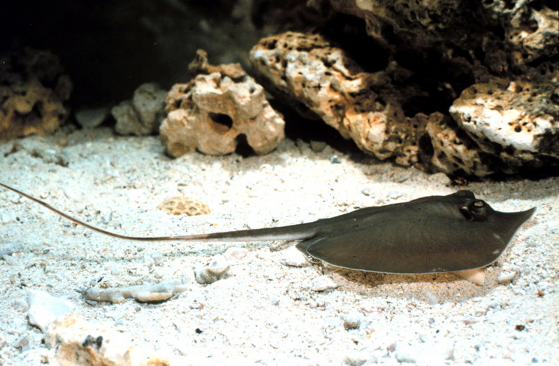 Atlantic Stingray (Dasyatis sabina) {!--대서양노랑가오리-->; DISPLAY FULL IMAGE.