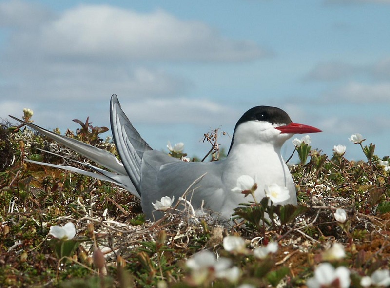 Arctic Tern (Sterna paradisaea) {!--북극제비갈매기-->; DISPLAY FULL IMAGE.