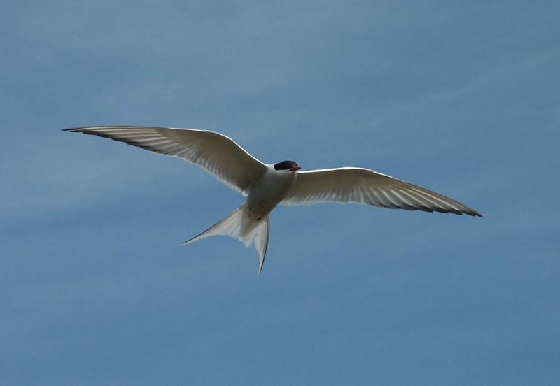 Arctic Tern (Sterna paradisaea) {!--북극제비갈매기-->; DISPLAY FULL IMAGE.