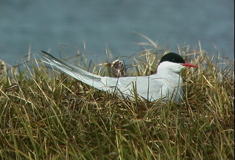 Arctic Tern (Sterna paradisaea) {!--북극제비갈매기-->; DISPLAY FULL IMAGE.