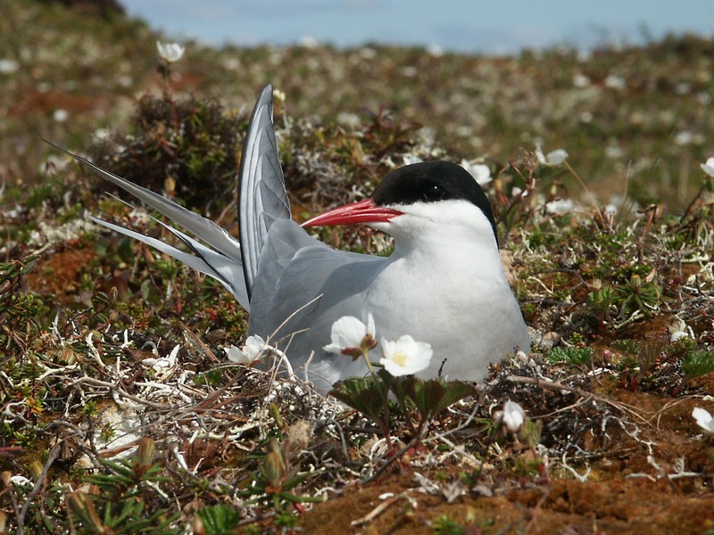 Arctic Tern (Sterna paradisaea) {!--북극제비갈매기-->; DISPLAY FULL IMAGE.