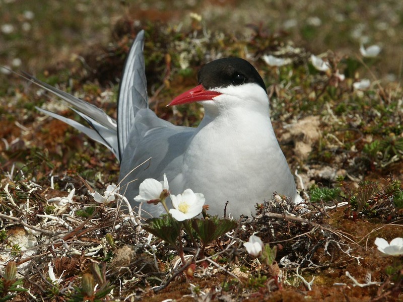 Arctic Tern (Sterna paradisaea) {!--북극제비갈매기-->; DISPLAY FULL IMAGE.