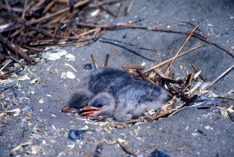 Caspian Tern (Sterna caspia) {!--붉은부리큰제비갈매기-->; DISPLAY FULL IMAGE.