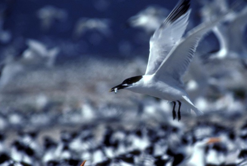 Sandwich Tern (Sterna sandvicensis) {!--샌드위치제비갈매기-->; DISPLAY FULL IMAGE.