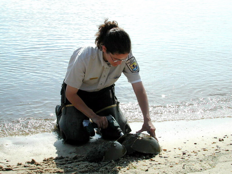 American Horseshoe Crab (Limulus polyphemus) {!--아메리카투구게-->; DISPLAY FULL IMAGE.