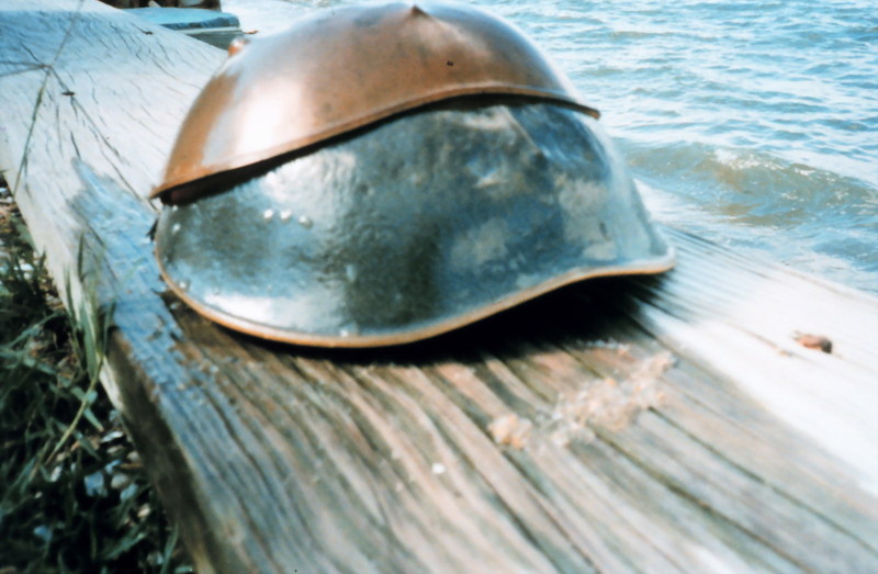 American Horseshoe Crab (Limulus polyphemus) {!--아메리카투구게-->; DISPLAY FULL IMAGE.