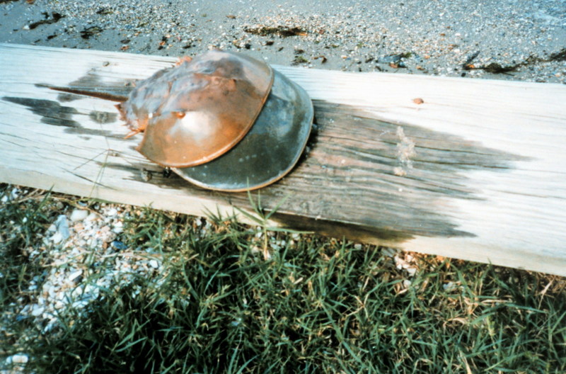 American Horseshoe Crab (Limulus polyphemus) {!--아메리카투구게-->; DISPLAY FULL IMAGE.