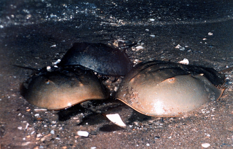 American Horseshoe Crab (Limulus polyphemus) {!--아메리카투구게-->; DISPLAY FULL IMAGE.