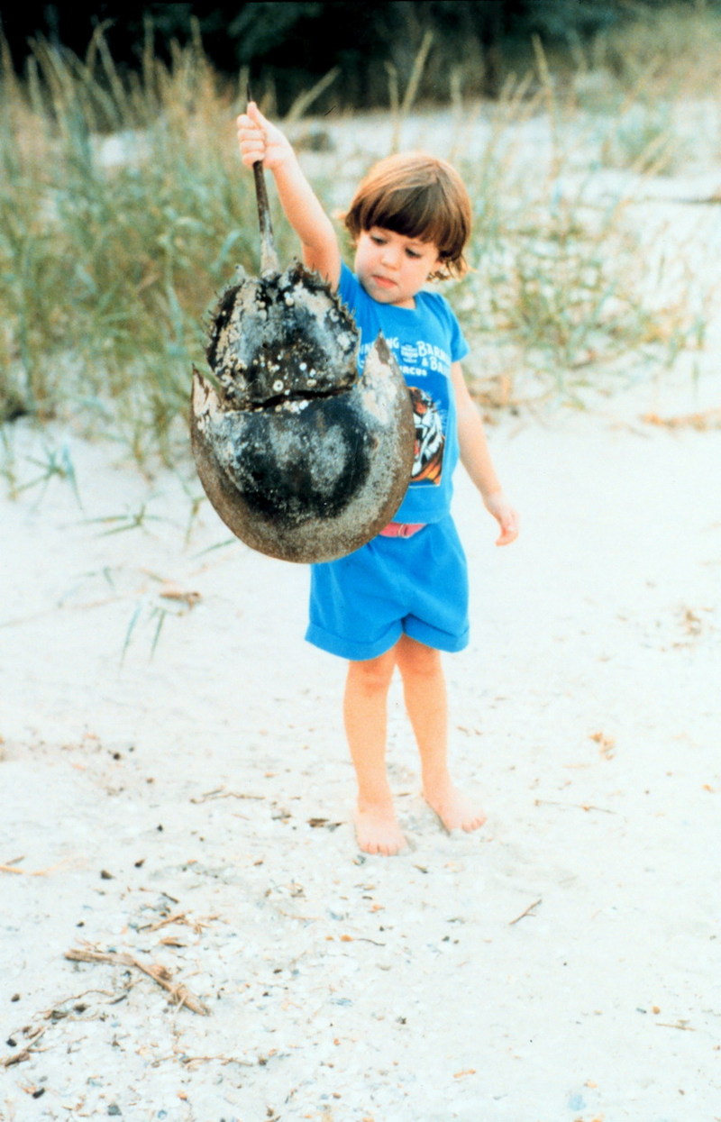 American Horseshoe Crab (Limulus polyphemus) {!--아메리카투구게-->; DISPLAY FULL IMAGE.