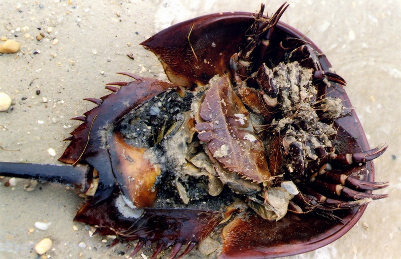 American Horseshoe Crab (Limulus polyphemus) {!--아메리카투구게-->; DISPLAY FULL IMAGE.