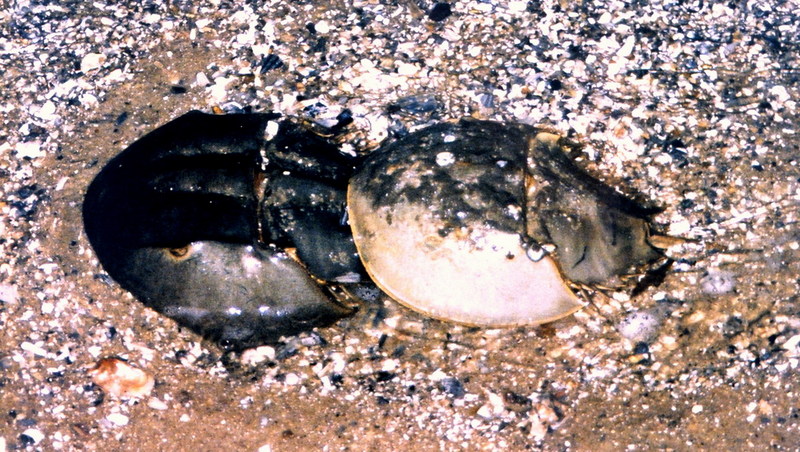 American Horseshoe Crab (Limulus polyphemus) {!--아메리카투구게-->; DISPLAY FULL IMAGE.