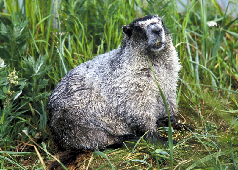 Marmot (Marmota sp.) {!--마못(마모트)-->; DISPLAY FULL IMAGE.