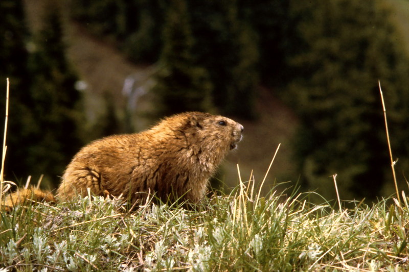 Marmot (Marmota sp.) {!--마못(마모트)-->; DISPLAY FULL IMAGE.