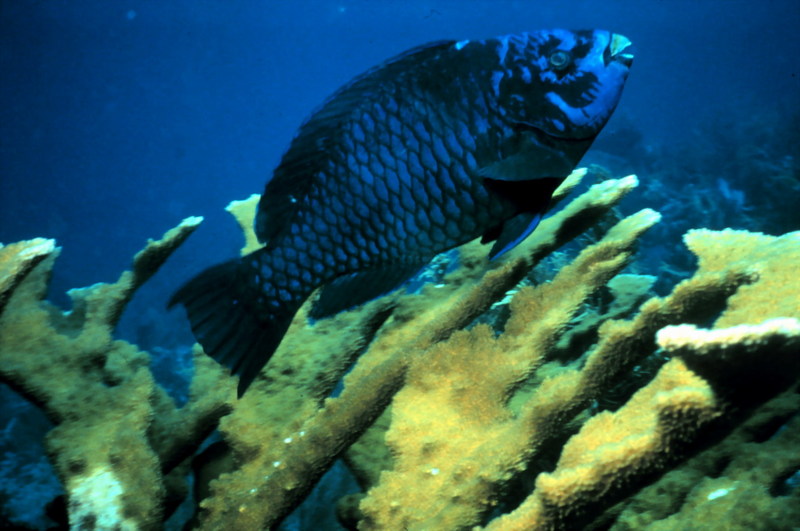 Midnight Parrotfish (Scarus coelestinus) {!--먹파랑비늘돔-->; DISPLAY FULL IMAGE.