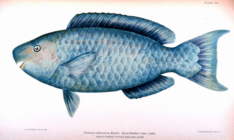 Blue Parrotfish (Scarus coeruleus) {!--파랑비늘돔-->; DISPLAY FULL IMAGE.