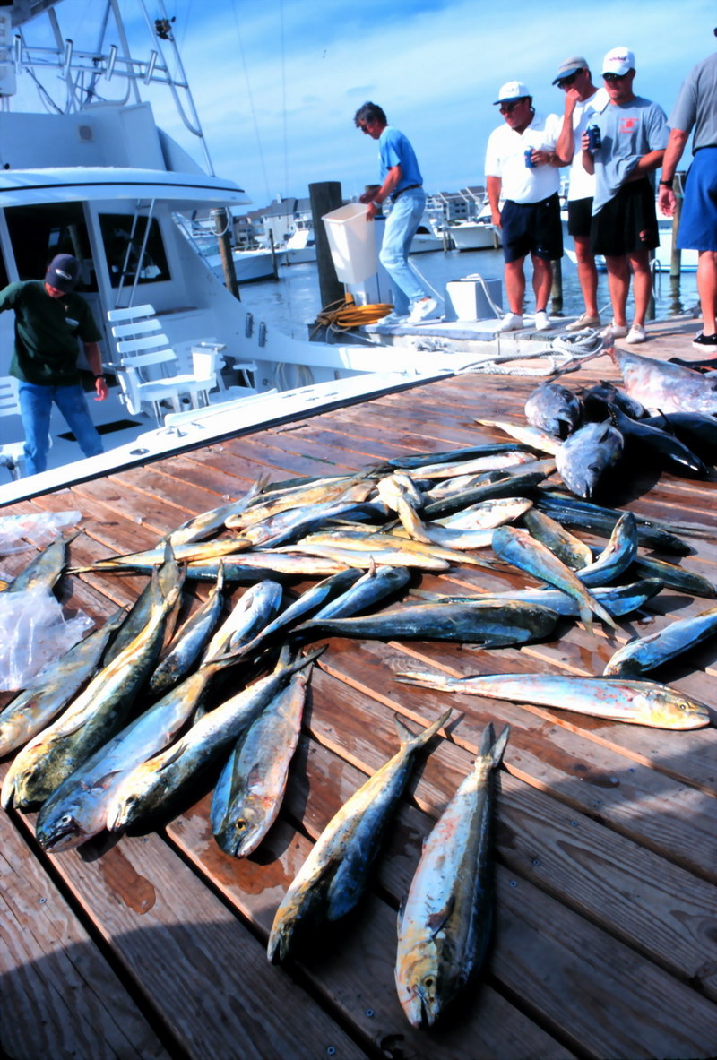 Common Dolphinfish (Coryphaena hippurus) {!--만새기-->; DISPLAY FULL IMAGE.