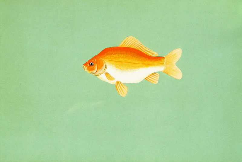 Goldfish (Carassius auratus auratus) {!--금붕어-->; DISPLAY FULL IMAGE.