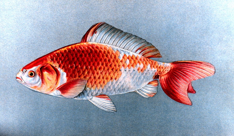 Goldfish (Carassius auratus auratus) {!--금붕어-->; DISPLAY FULL IMAGE.