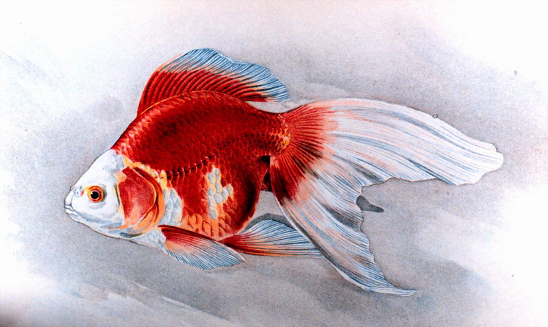 Goldfish (Carassius auratus auratus) {!--금붕어-->; DISPLAY FULL IMAGE.