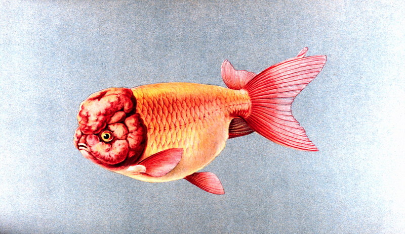 Goldfish (Carassius auratus auratus) {!--금붕어-->; DISPLAY FULL IMAGE.