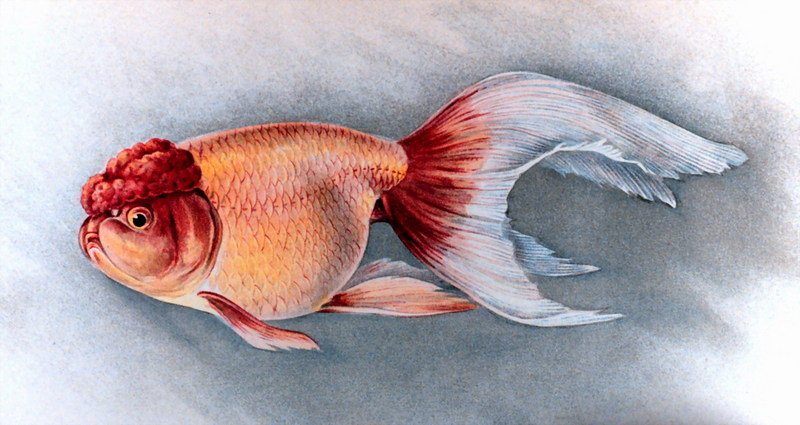 Goldfish (Carassius auratus auratus) {!--금붕어-->; DISPLAY FULL IMAGE.