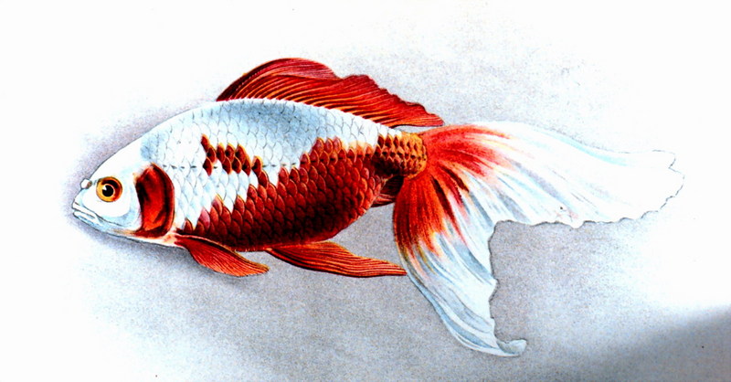 Goldfish (Carassius auratus auratus) {!--금붕어-->; DISPLAY FULL IMAGE.