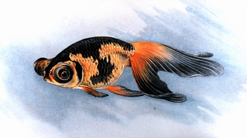 Goldfish (Carassius auratus auratus) {!--금붕어-->; DISPLAY FULL IMAGE.