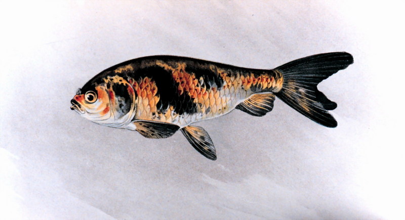 Goldfish (Carassius auratus auratus) {!--금붕어-->; DISPLAY FULL IMAGE.