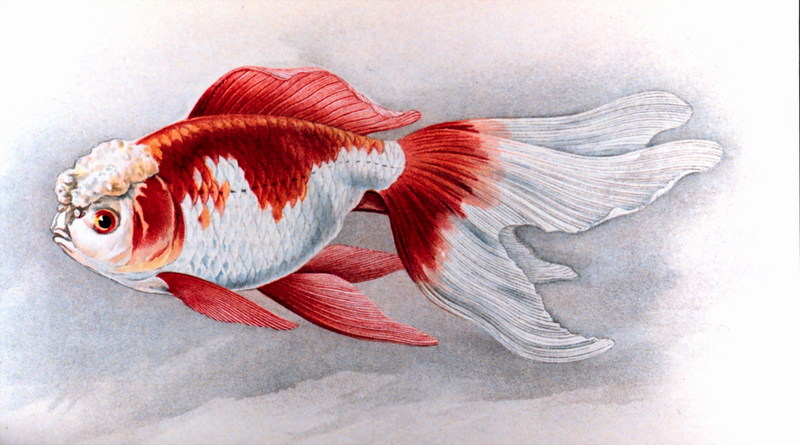 Goldfish (Carassius auratus auratus) {!--금붕어-->; DISPLAY FULL IMAGE.