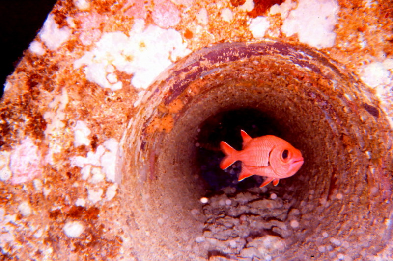 Bigscale Soldierfish (Myripristis berndti) {!--큰비늘적투어-->; DISPLAY FULL IMAGE.