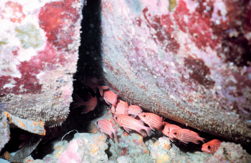 Squirrelfish (Holocentrus sp.) {!--얼게돔류-->; DISPLAY FULL IMAGE.