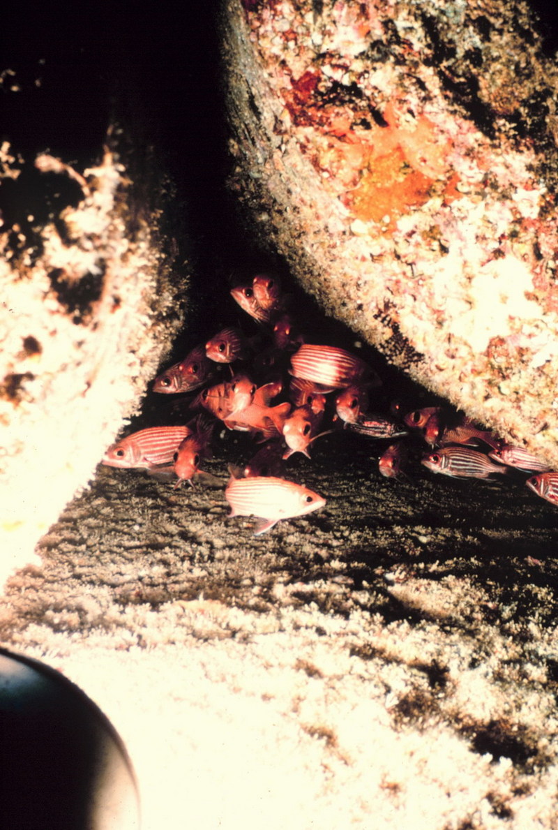 Squirrelfish (Holocentrus sp.) {!--얼게돔류-->; DISPLAY FULL IMAGE.