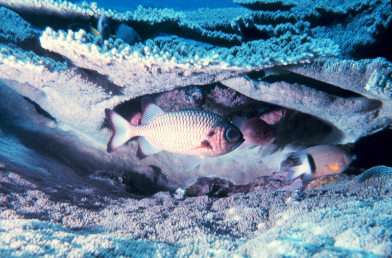 Squirrelfish {!--얼게돔류-->; DISPLAY FULL IMAGE.