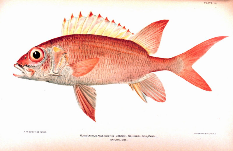 Squirrelfish (Holocentrus adscensionis) {!--얼게돔류-->; DISPLAY FULL IMAGE.