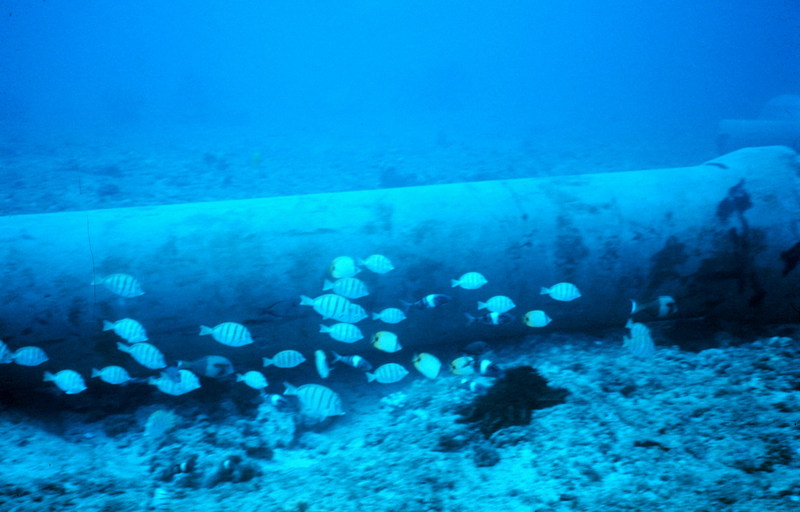 Convict surgeonfish / Convict Tang (Acanthurus triostegus sandvicensis) {!--줄양쥐돔-->; DISPLAY FULL IMAGE.