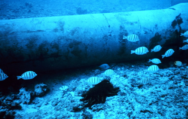 Convict surgeonfish / Convict Tang (Acanthurus triostegus sandvicensis) {!--줄양쥐돔-->; DISPLAY FULL IMAGE.