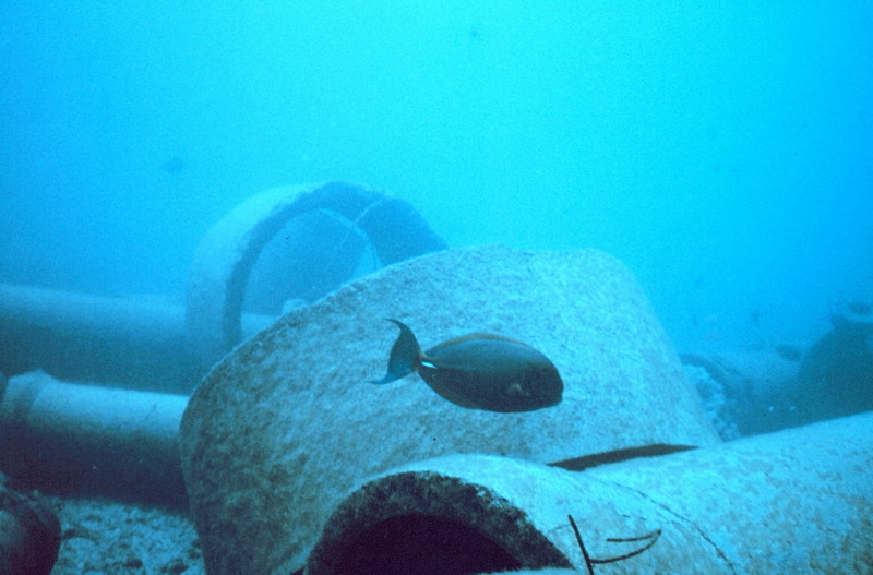 Eyestripe Surgeonfish (Acanthurus dussumieri) {!--눈썹양쥐돔-->; DISPLAY FULL IMAGE.