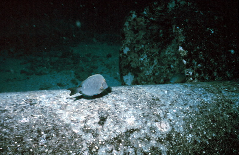 Spotted Surgeonfish / Kole Tang (Ctenochaetus strigosus) {!--노란눈양쥐돔-->; DISPLAY FULL IMAGE.