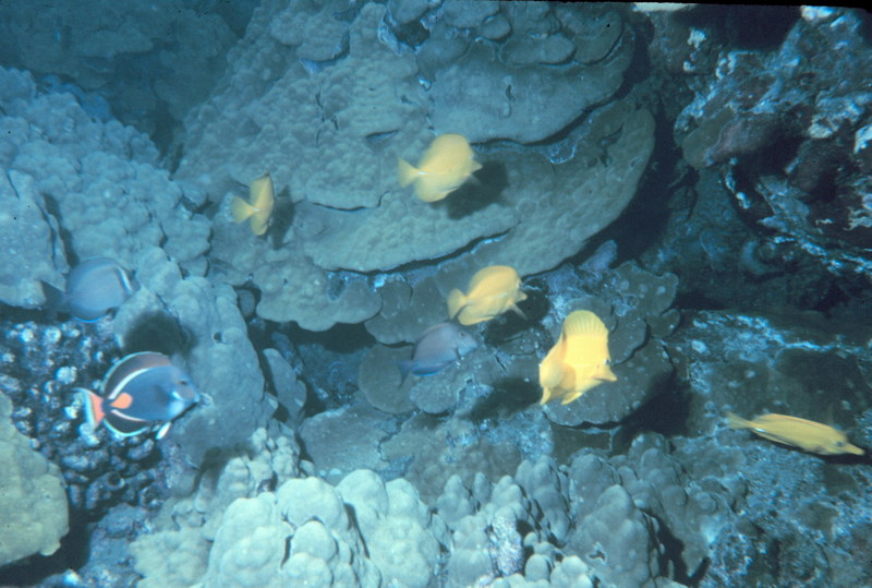 Yellow Tang (Zebrasoma flavescens) {!--노란양쥐돔-->; DISPLAY FULL IMAGE.