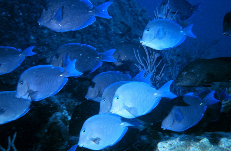 Blue Tang (Acanthurus coeruleus) {!--파란양쥐돔/대서양-->; DISPLAY FULL IMAGE.