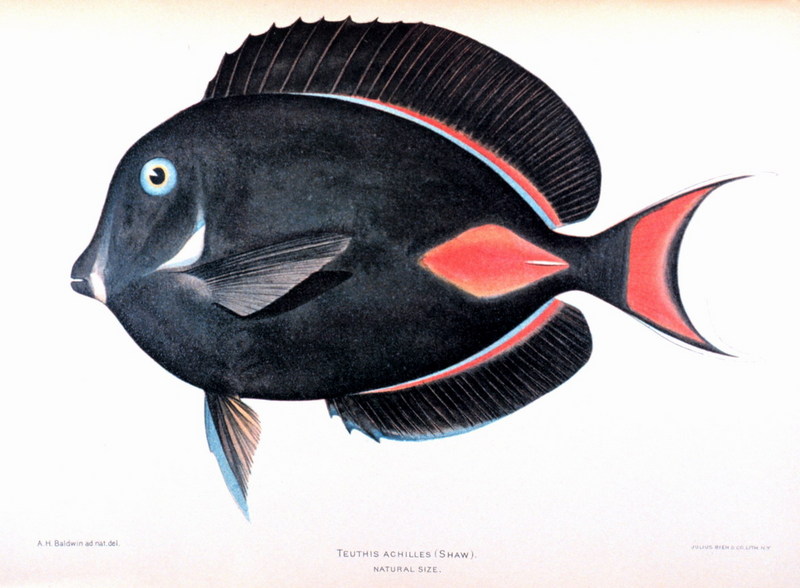 Achilles Tang (Acanthurus achilles) {!--아킬레스양쥐돔-->; DISPLAY FULL IMAGE.