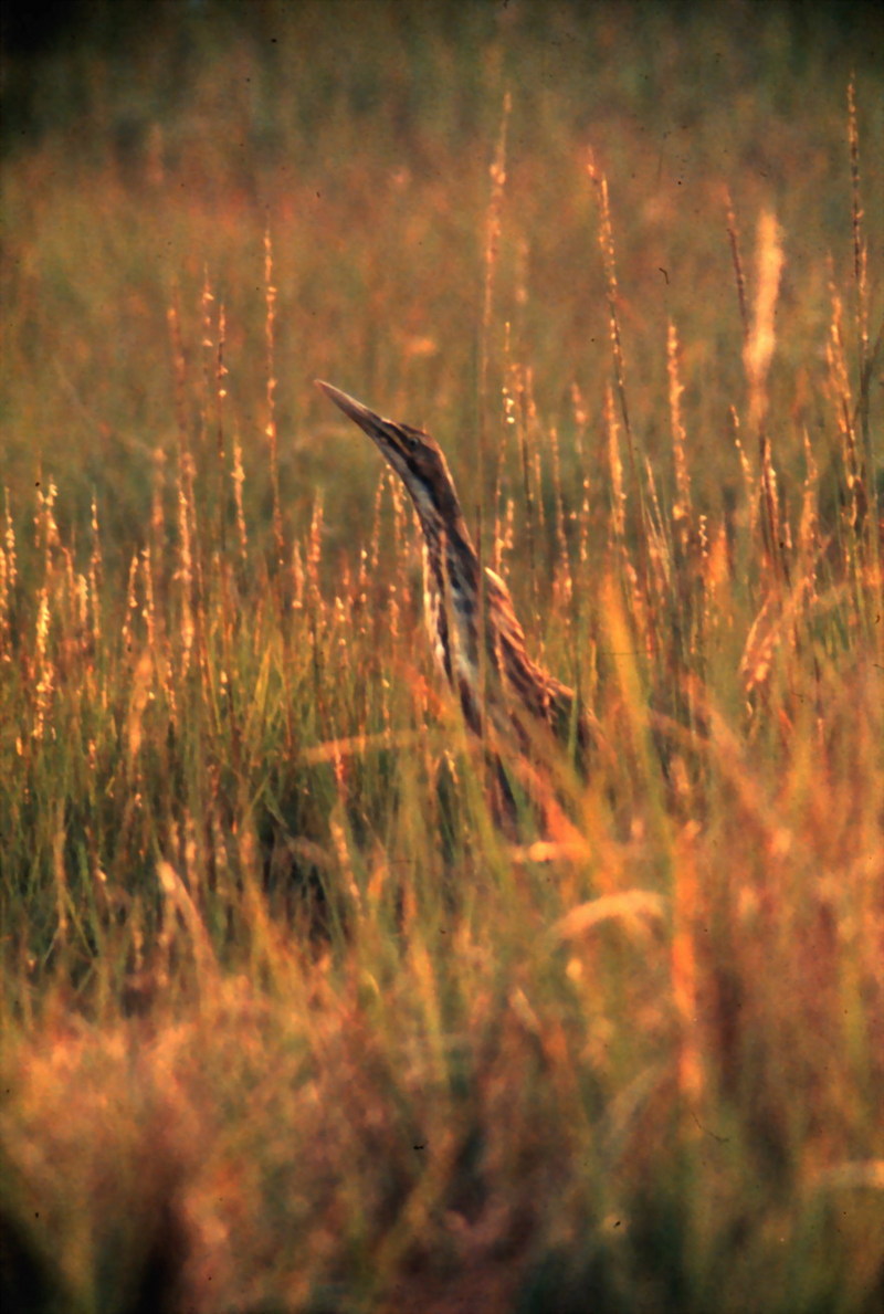 American Bittern (Botaurus lentiginosus) {!--아메리카알락해오라기-->; DISPLAY FULL IMAGE.