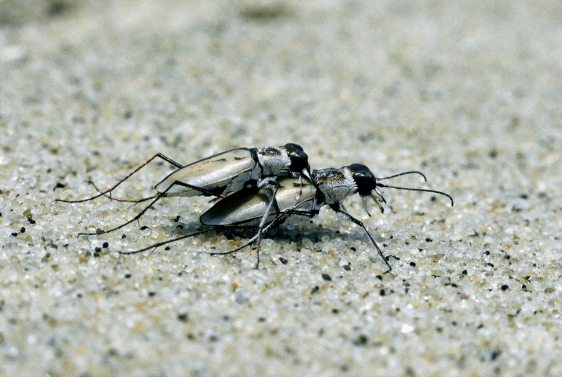 Northeastern Beach Tiger Beetle pair in mating (Cicindela dorsalis dorsalis) {!--가뢰류/미국-->; DISPLAY FULL IMAGE.