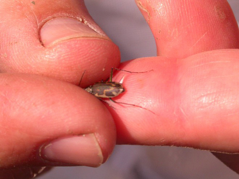 Salt Creek Tiger Beetle (Cicindela nevadica lincolniana) {!--가뢰류/미국-->; DISPLAY FULL IMAGE.