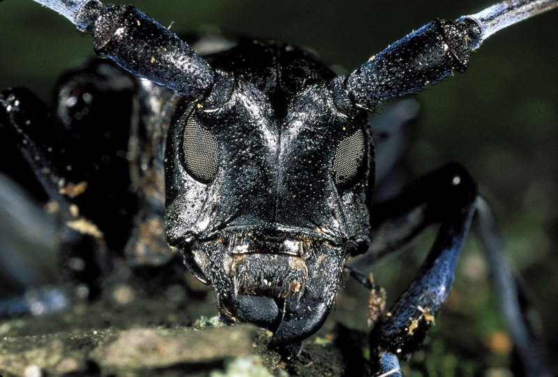 Asian Long-horned Beetle (Anoplophora glabripennis) {!--유리알락하늘소-->; DISPLAY FULL IMAGE.