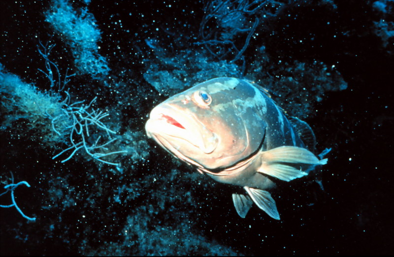 Nassau Grouper (Epinephelus itajara) {!--바리류-->; DISPLAY FULL IMAGE.