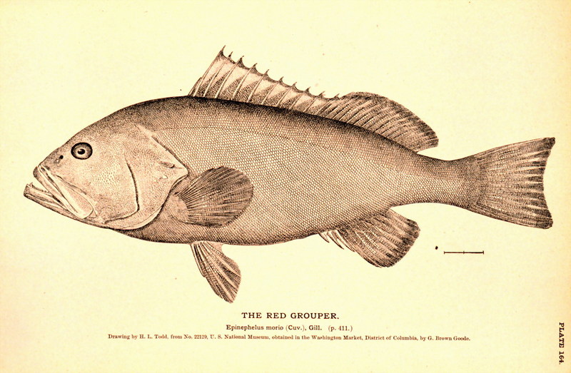 Red Grouper (Epinephelus morio) {!--바리류-->; DISPLAY FULL IMAGE.