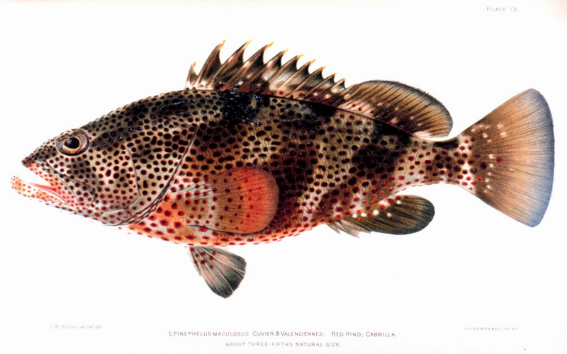 Red Hind Grouper (Epinephelus guttatus) {!--점박이붉바리-->; DISPLAY FULL IMAGE.