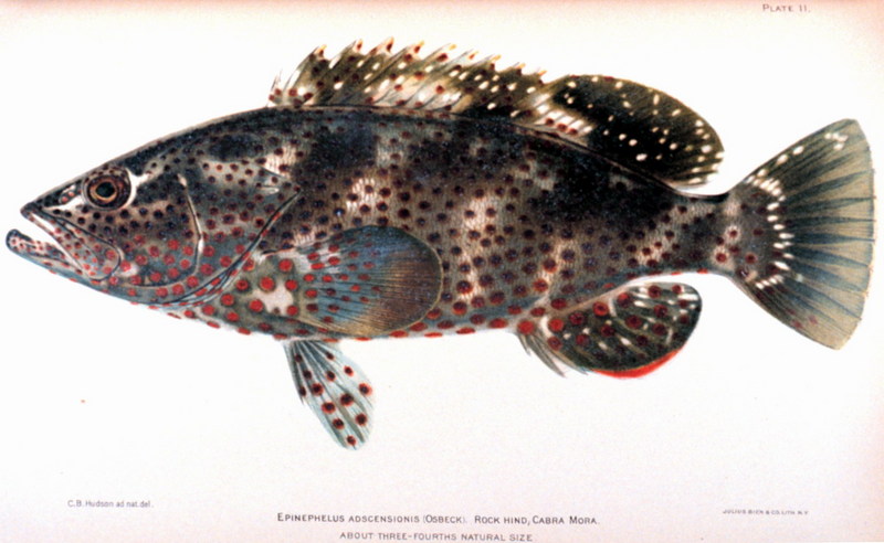 Rock Hind Grouper (Epinephelus adscensionis) {!--바리류-->; DISPLAY FULL IMAGE.