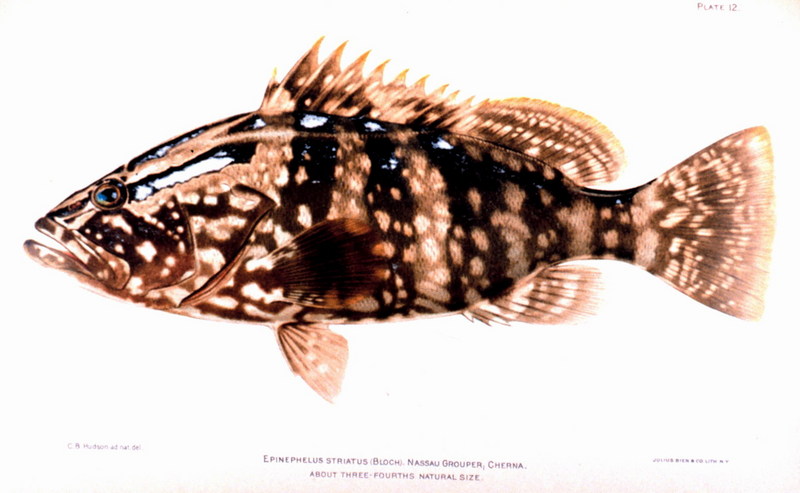 Nassau Grouper (Epinephelus itajara) {!--바리류-->; DISPLAY FULL IMAGE.